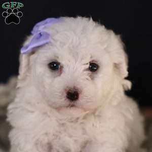 Bella, Bichon Frise Puppy